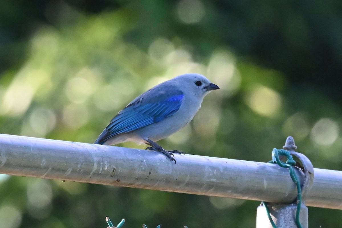 Blue-gray Tanager - ML615333330