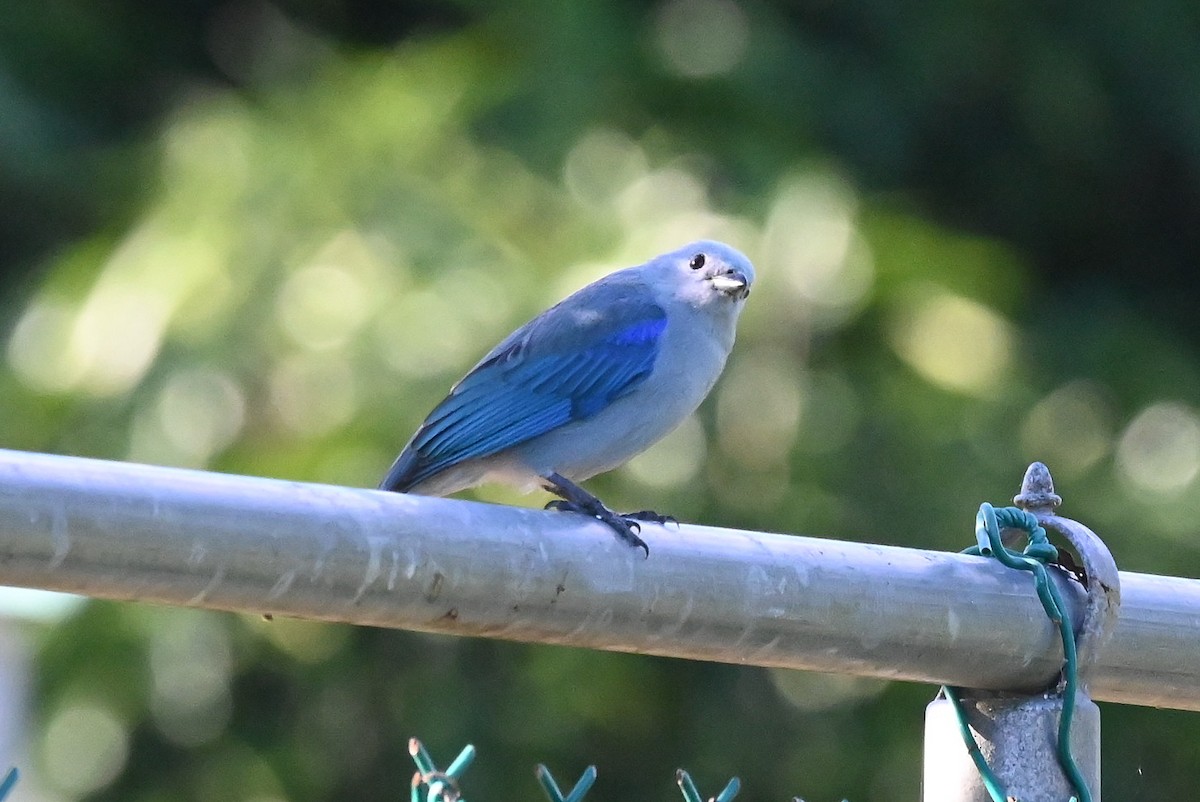 Blue-gray Tanager - ML615333331