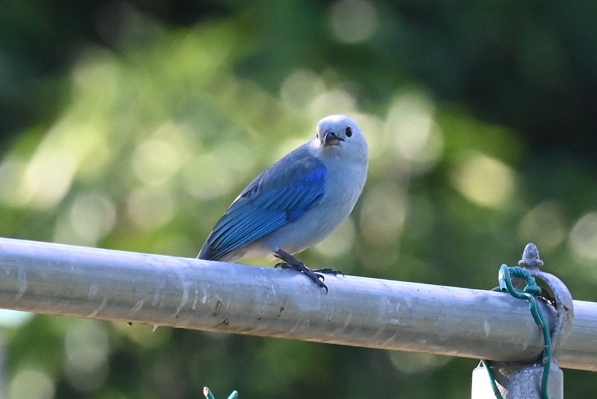 Blue-gray Tanager - ML615333332