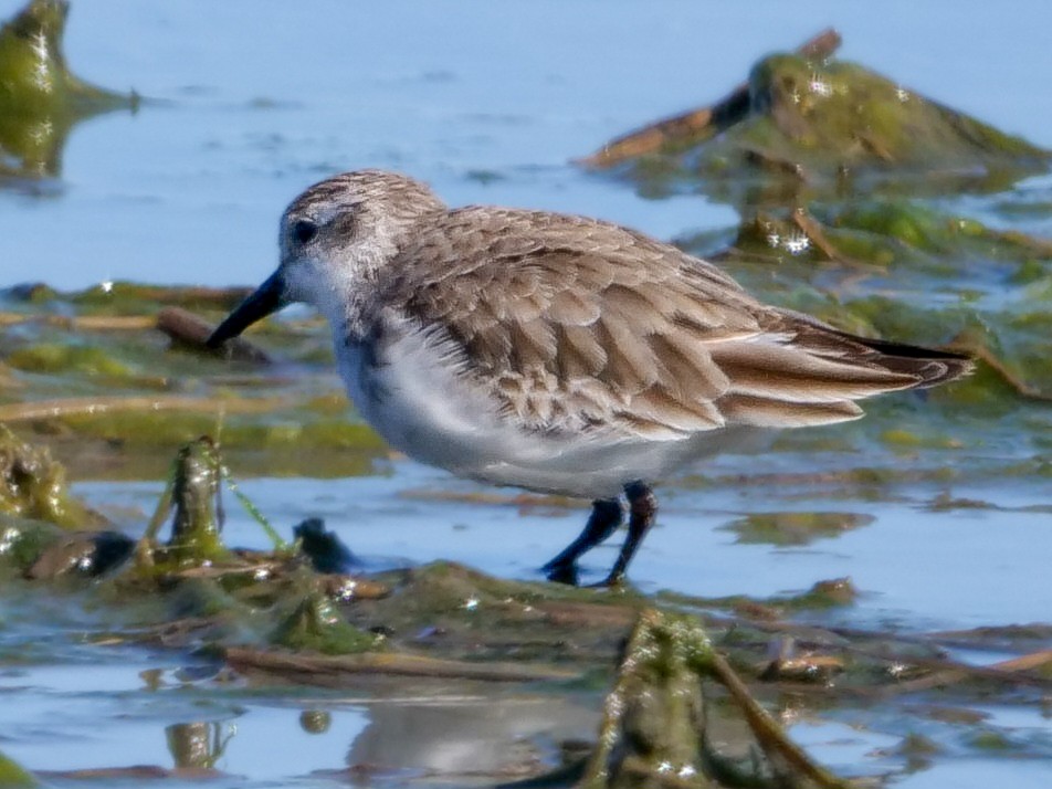 Semipalmated Sandpiper - Roger Horn