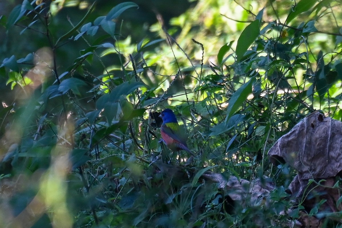 Painted Bunting - ML615333368