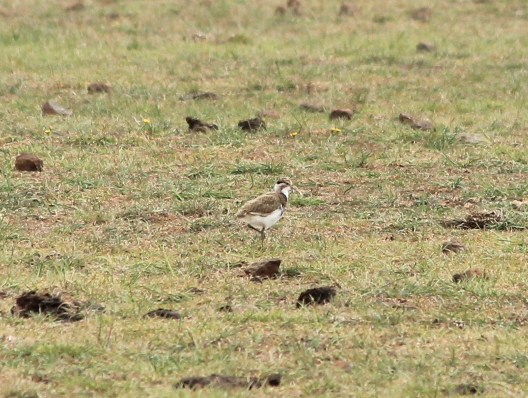 Banded Lapwing - ML615333451
