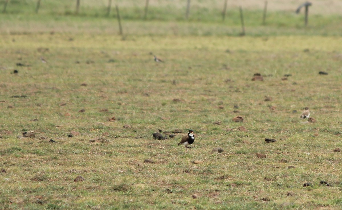 Banded Lapwing - ML615333457