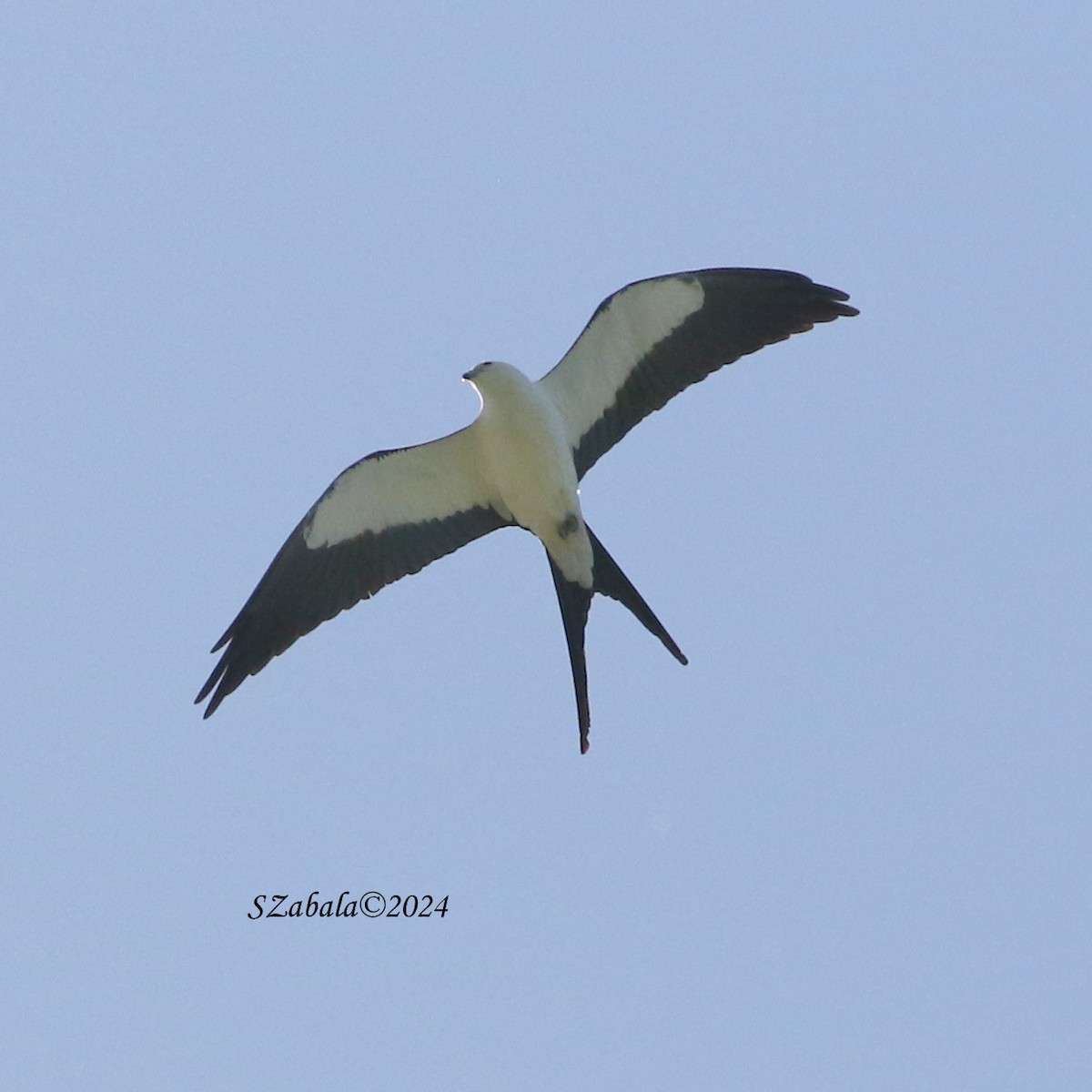 Swallow-tailed Kite - Sandra Zabala