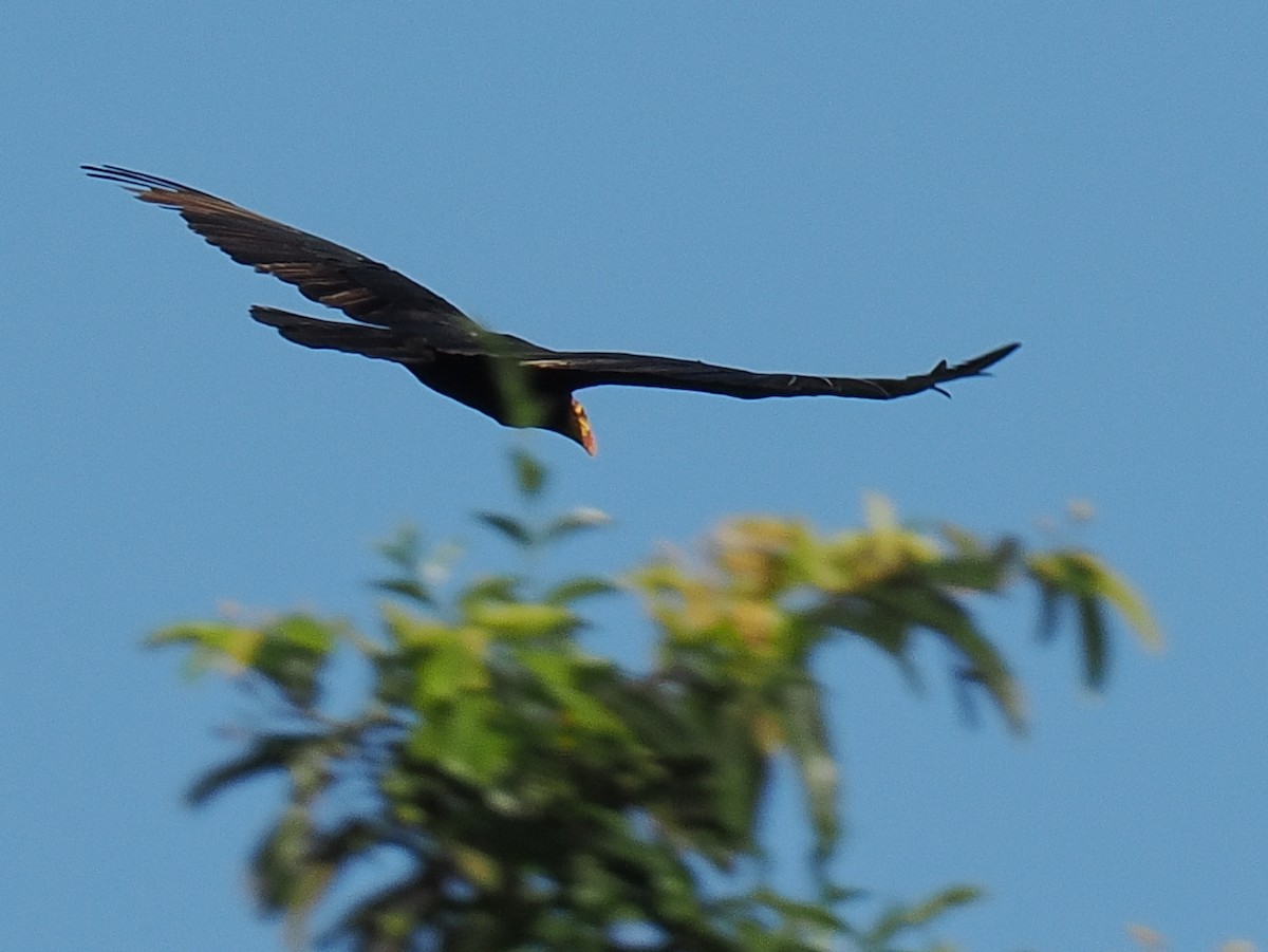 Greater Yellow-headed Vulture - ML615333710