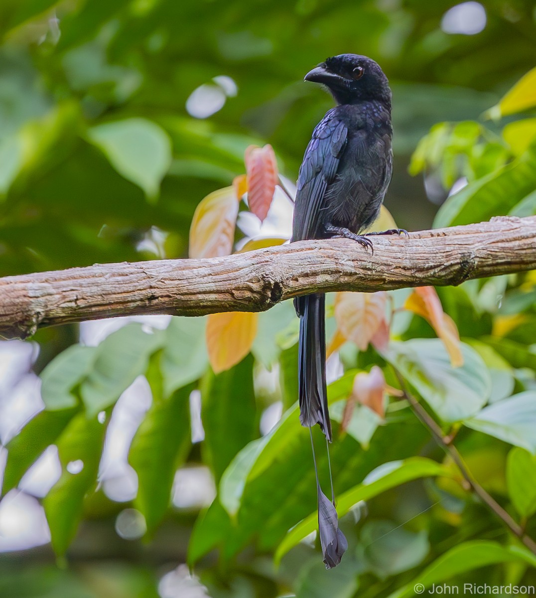Greater Racket-tailed Drongo - ML615333822