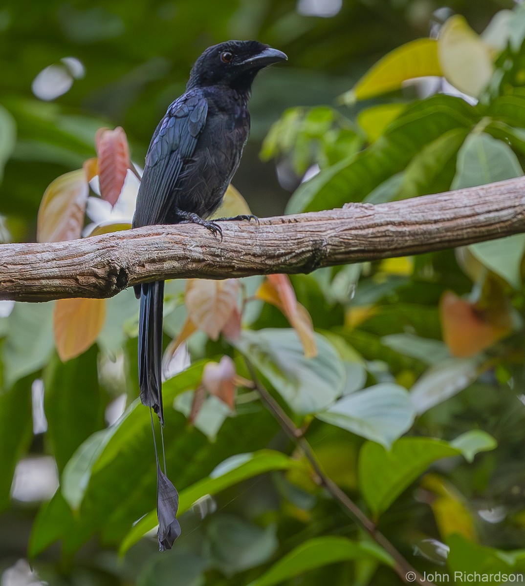 Greater Racket-tailed Drongo - ML615333823