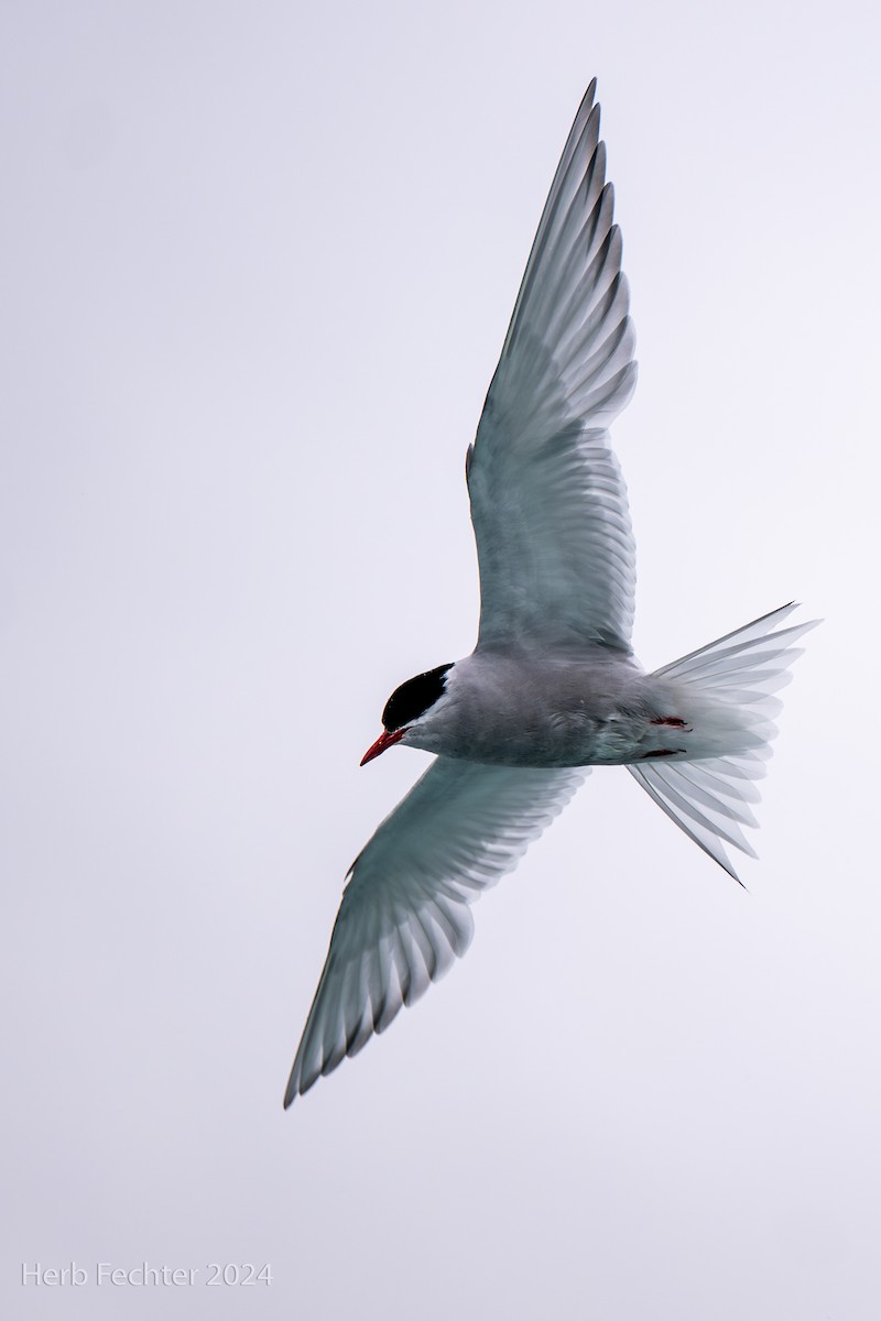 Antarctic Tern (South Georgia) - Herbert Fechter
