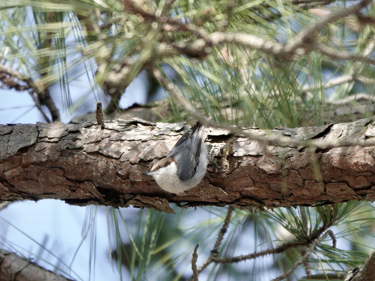 Brown-headed Nuthatch - ML615333891