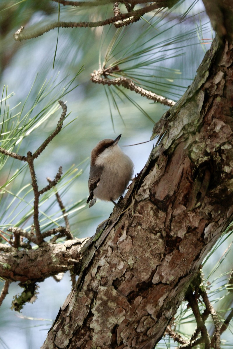 Brown-headed Nuthatch - ML615333892
