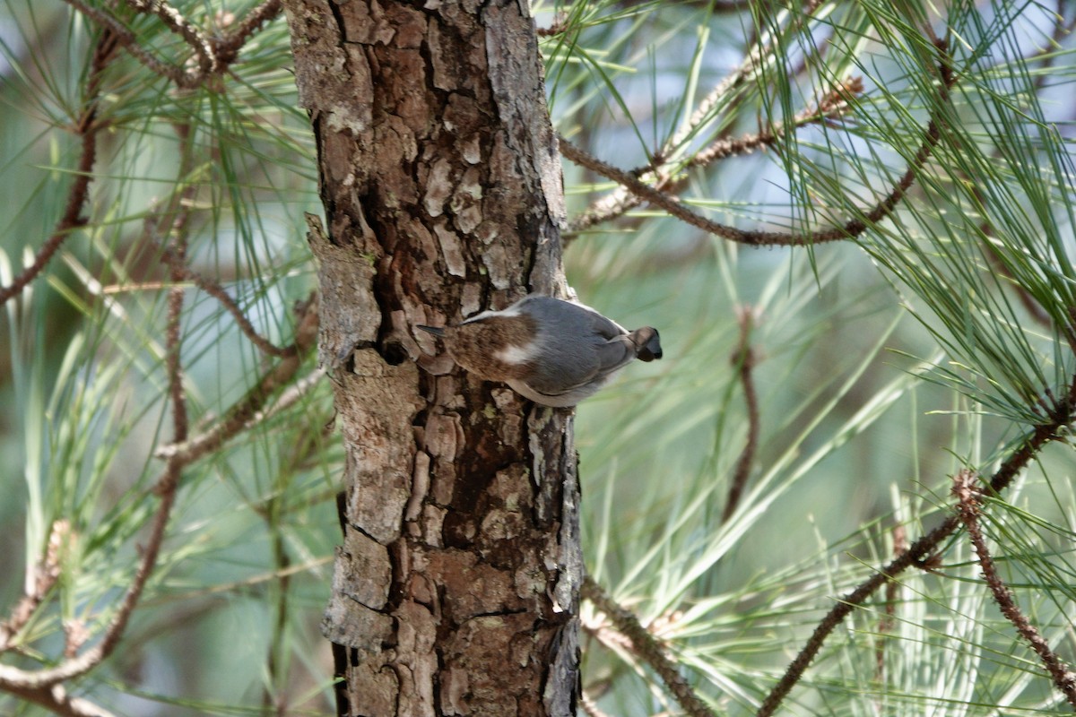 Brown-headed Nuthatch - ML615333893