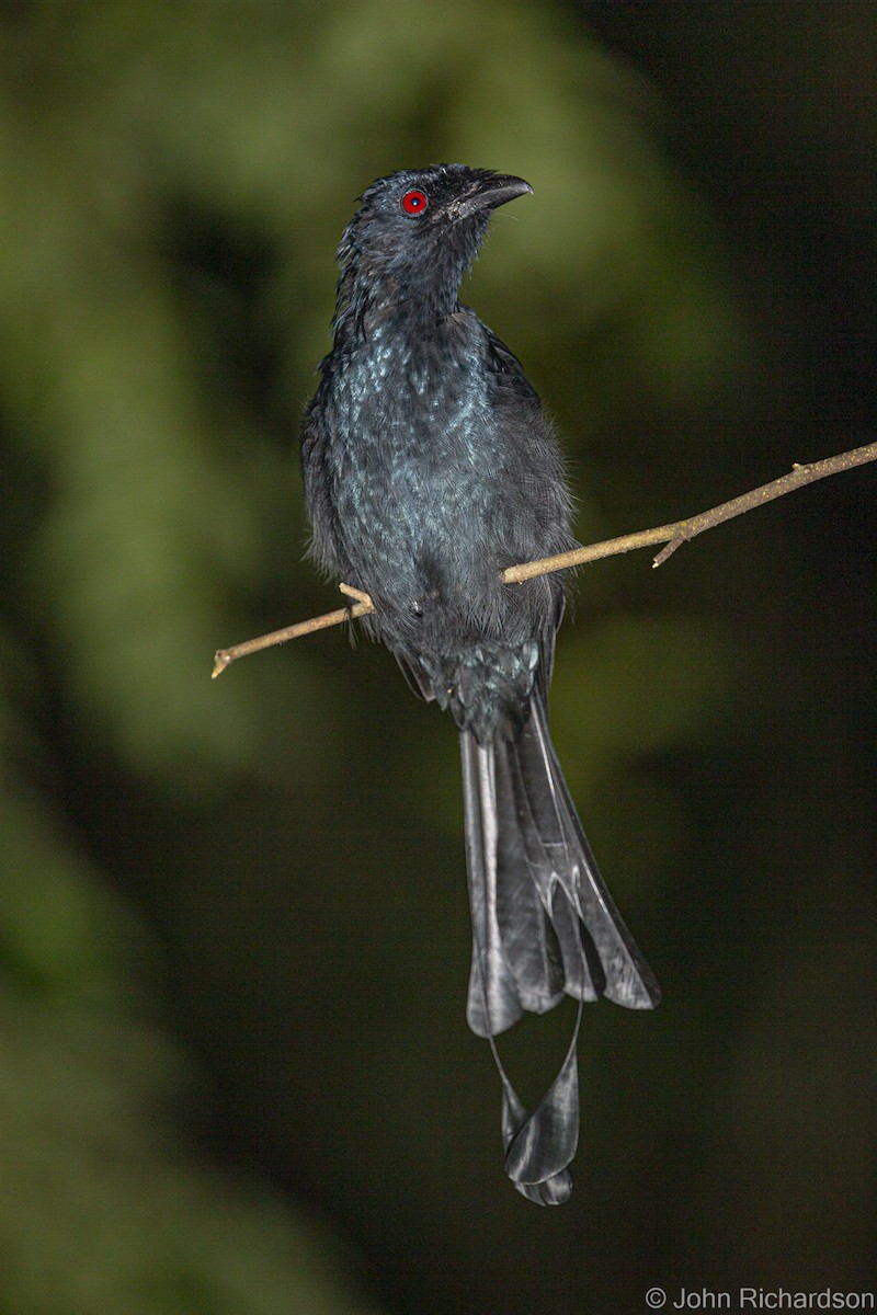 Greater Racket-tailed Drongo - ML615333896