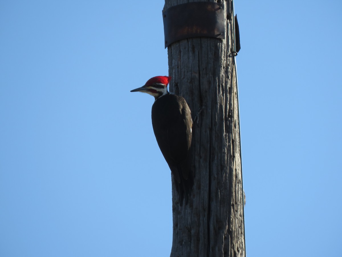 Pileated Woodpecker - Carolyn Schwab
