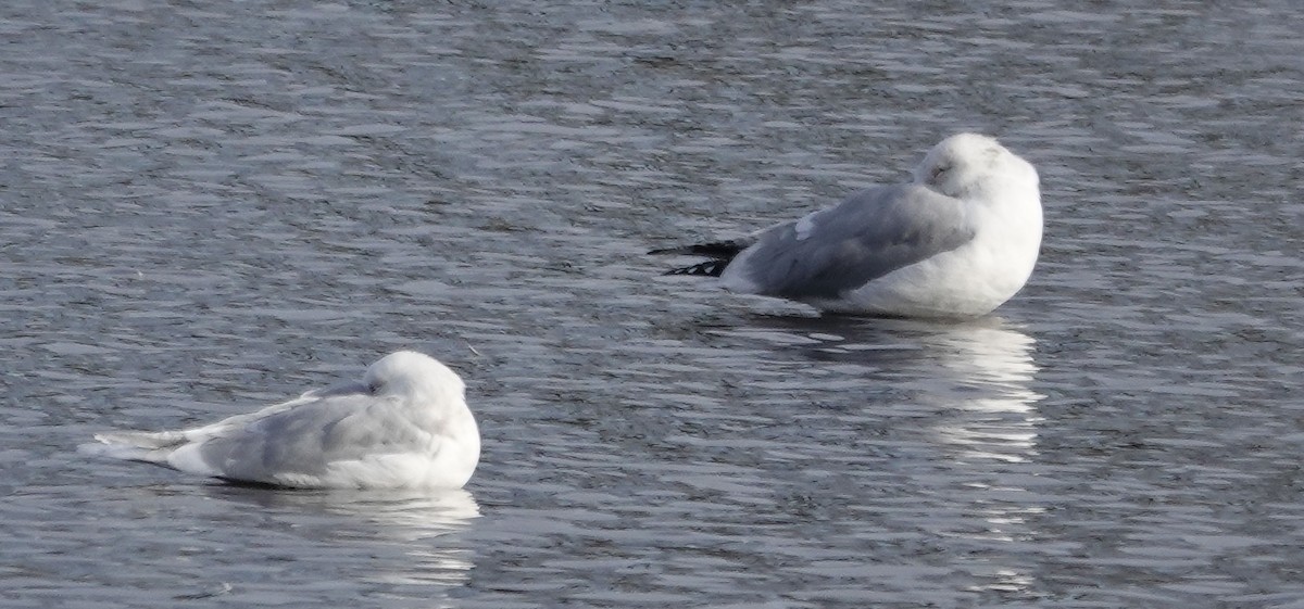 Iceland Gull - Candy Giles