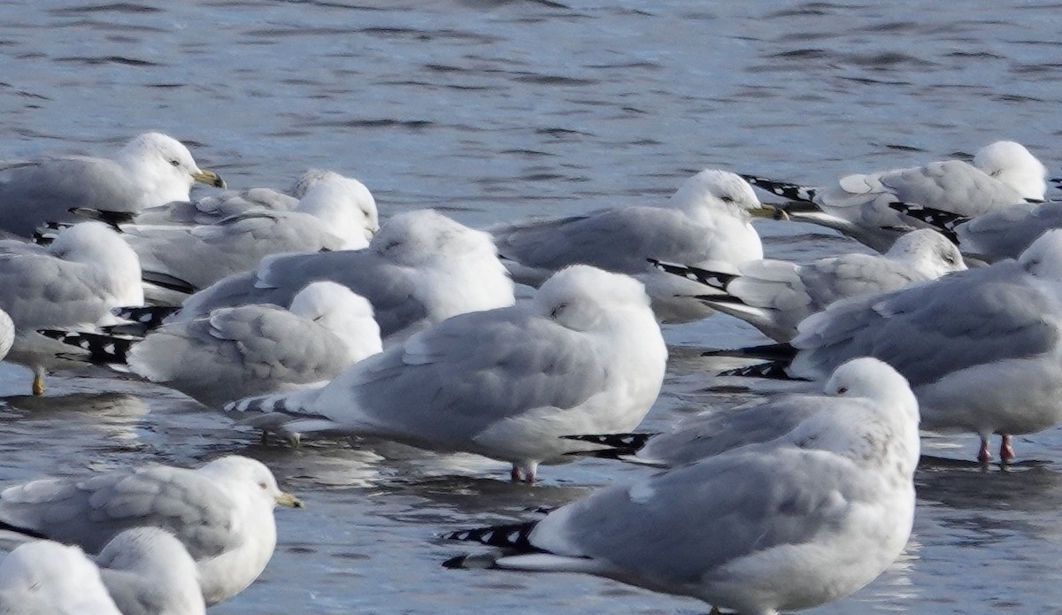 Iceland Gull - Candy Giles