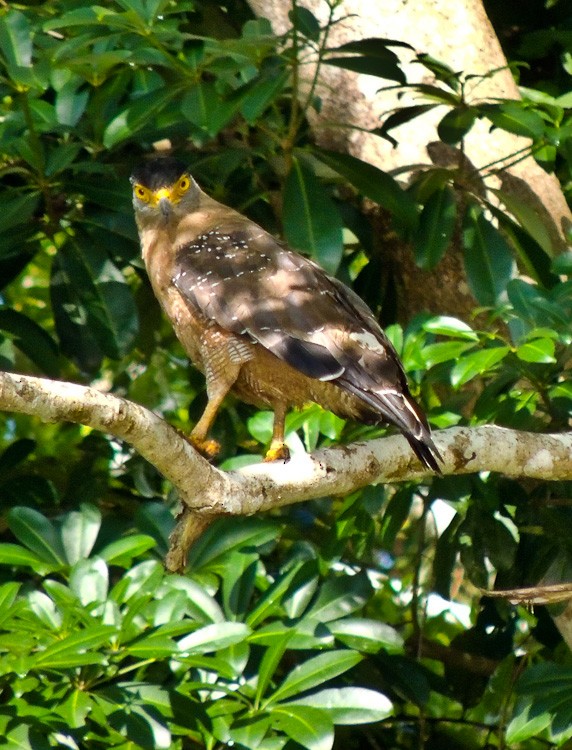 Crested Serpent-Eagle - ML615334761