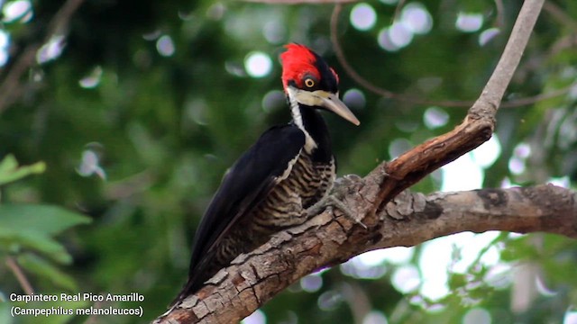 Crimson-crested Woodpecker - ML615334790
