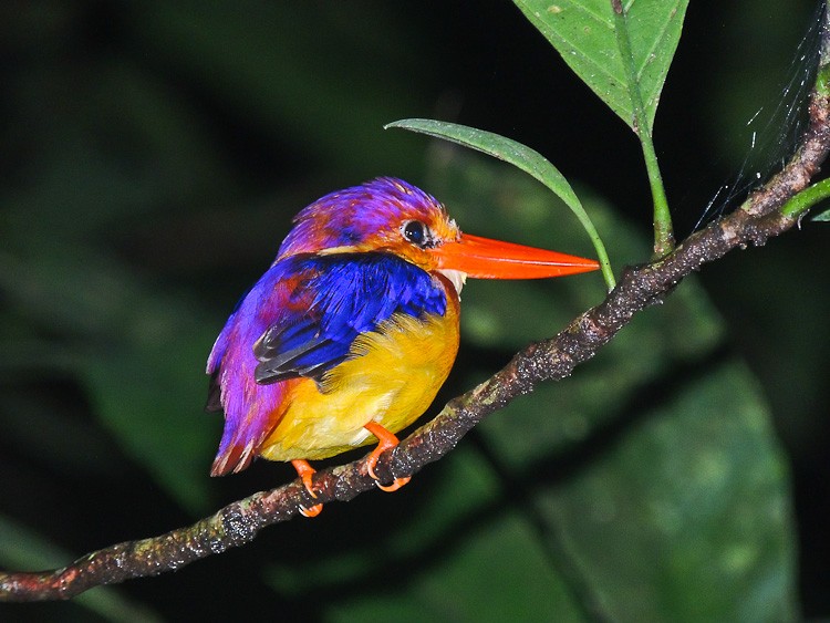 Rufous-backed Dwarf-Kingfisher - Arden Anderson