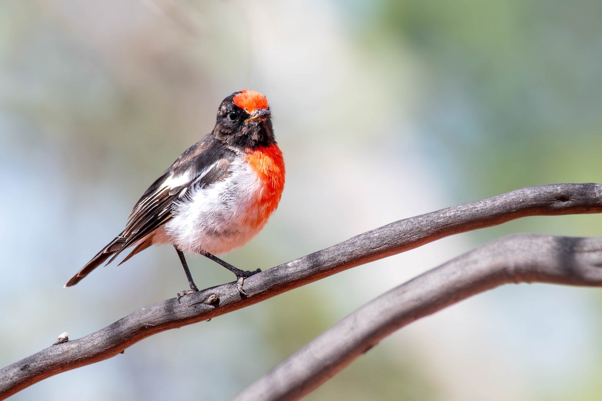 Red-capped Robin - ML615334889
