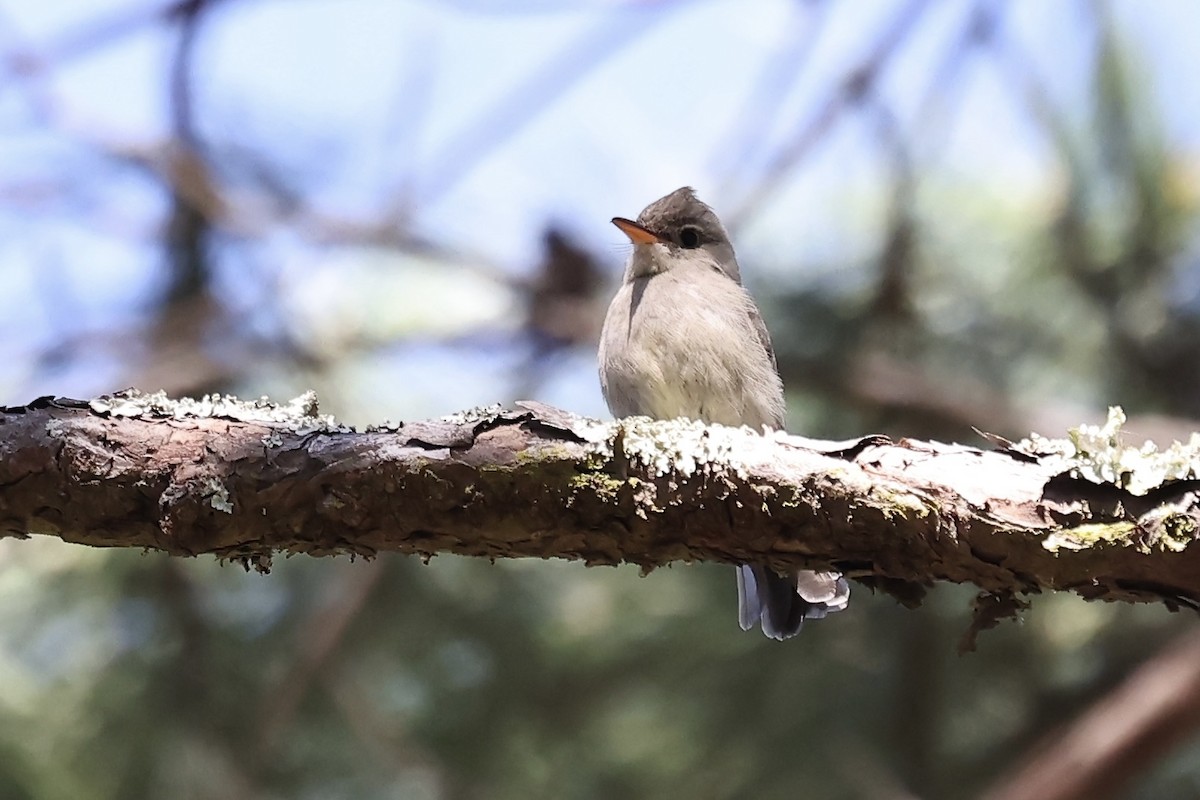 Greater Pewee - ML615334950