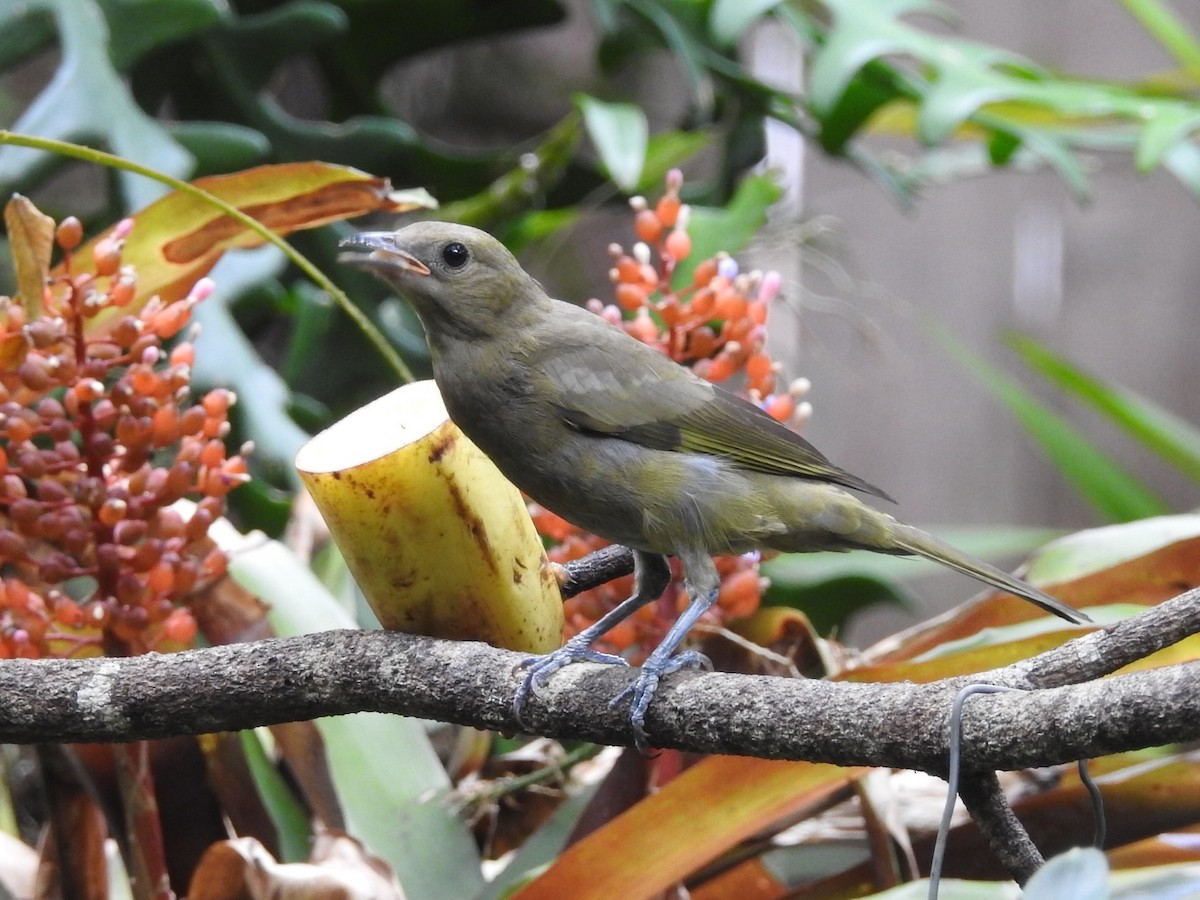Palm Tanager - ML615334954