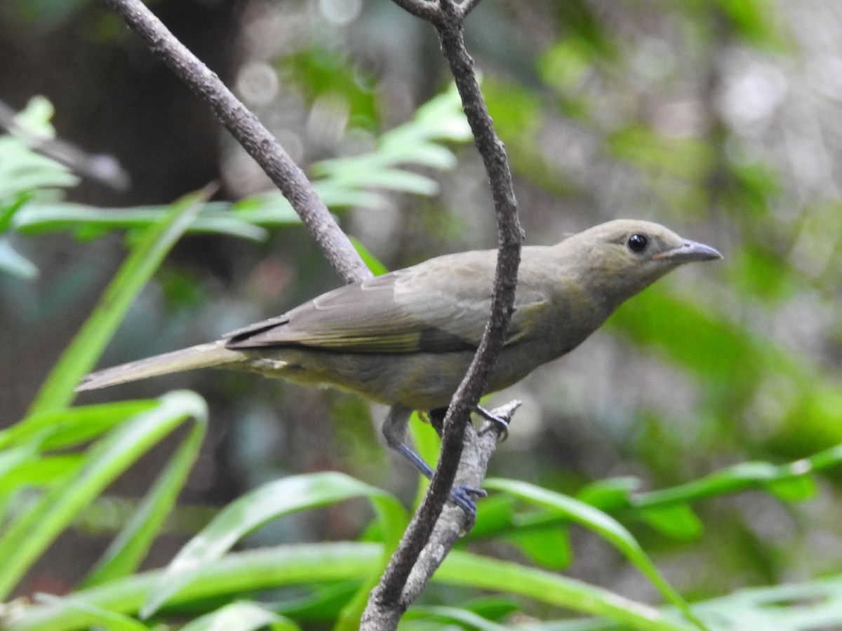 Palm Tanager - ML615334955
