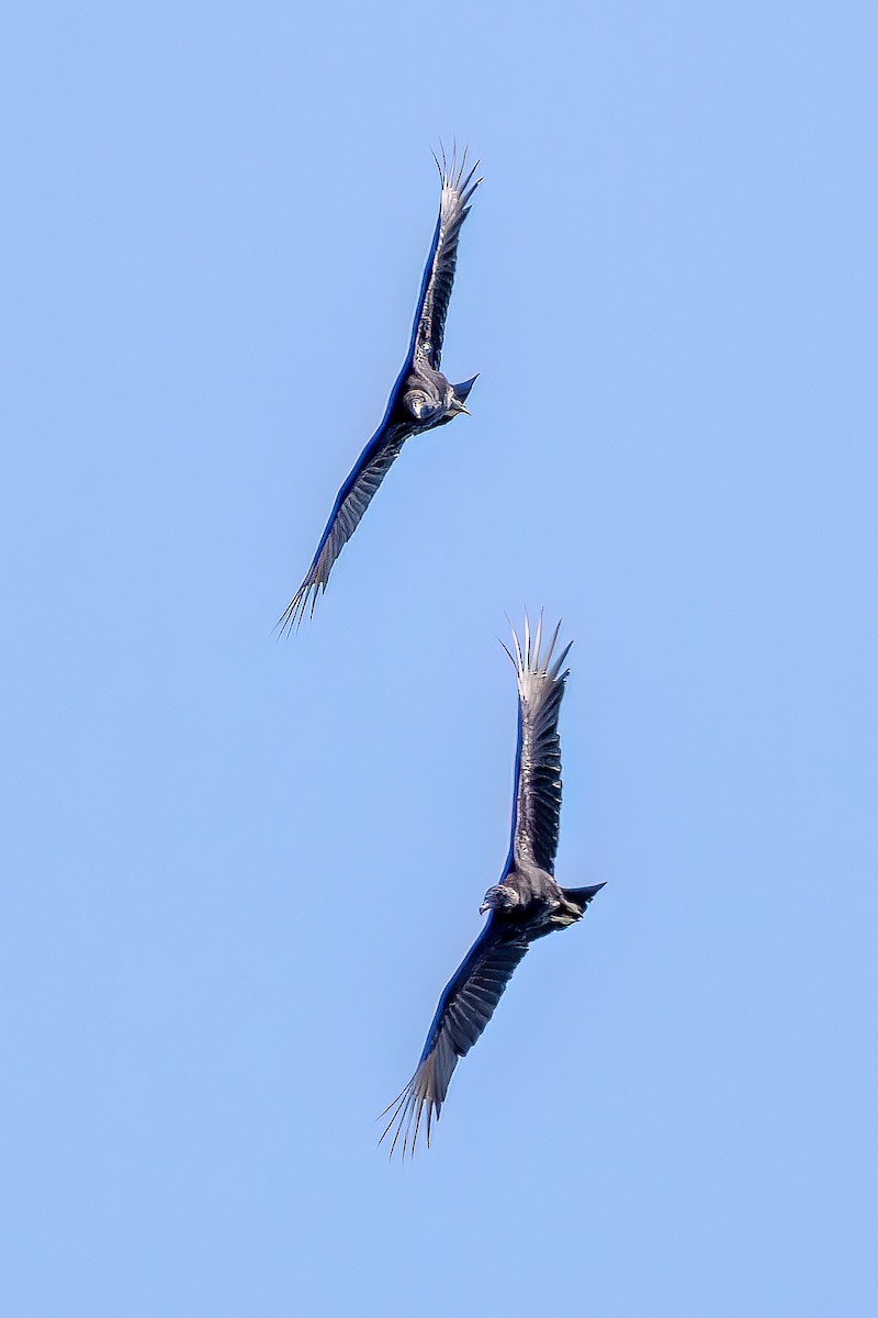 Black Vulture - ML615335060