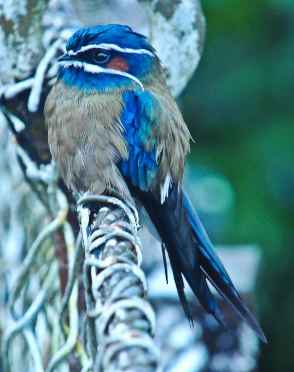 Whiskered Treeswift - Arden Anderson