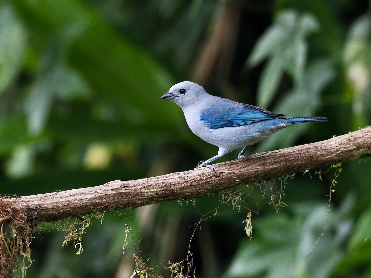 Blue-gray Tanager (Blue-gray) - ML615335189