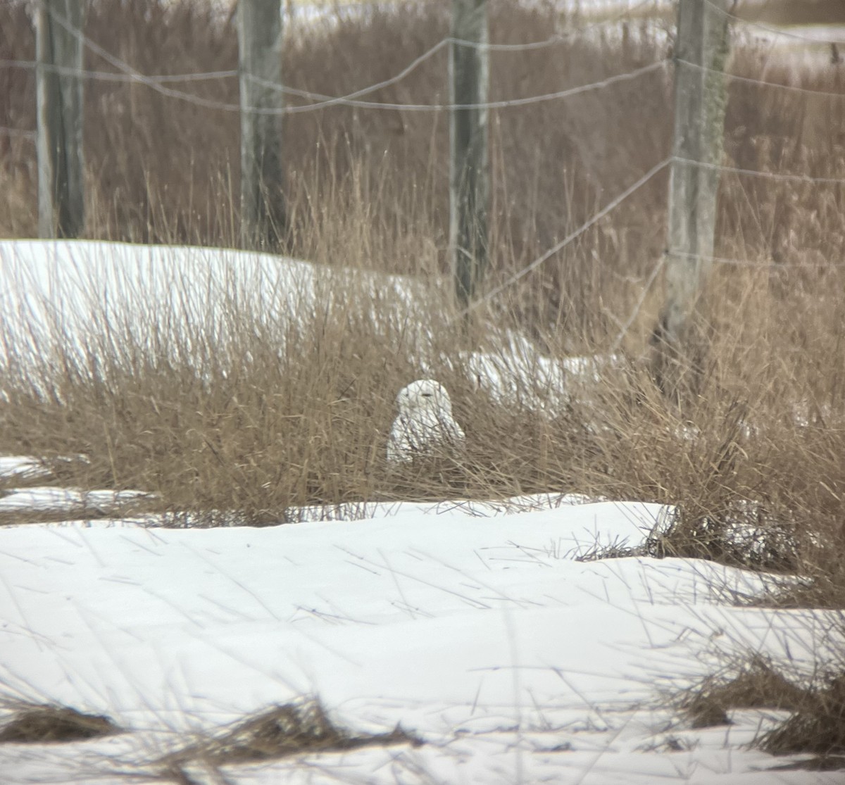 Snowy Owl - ML615335218