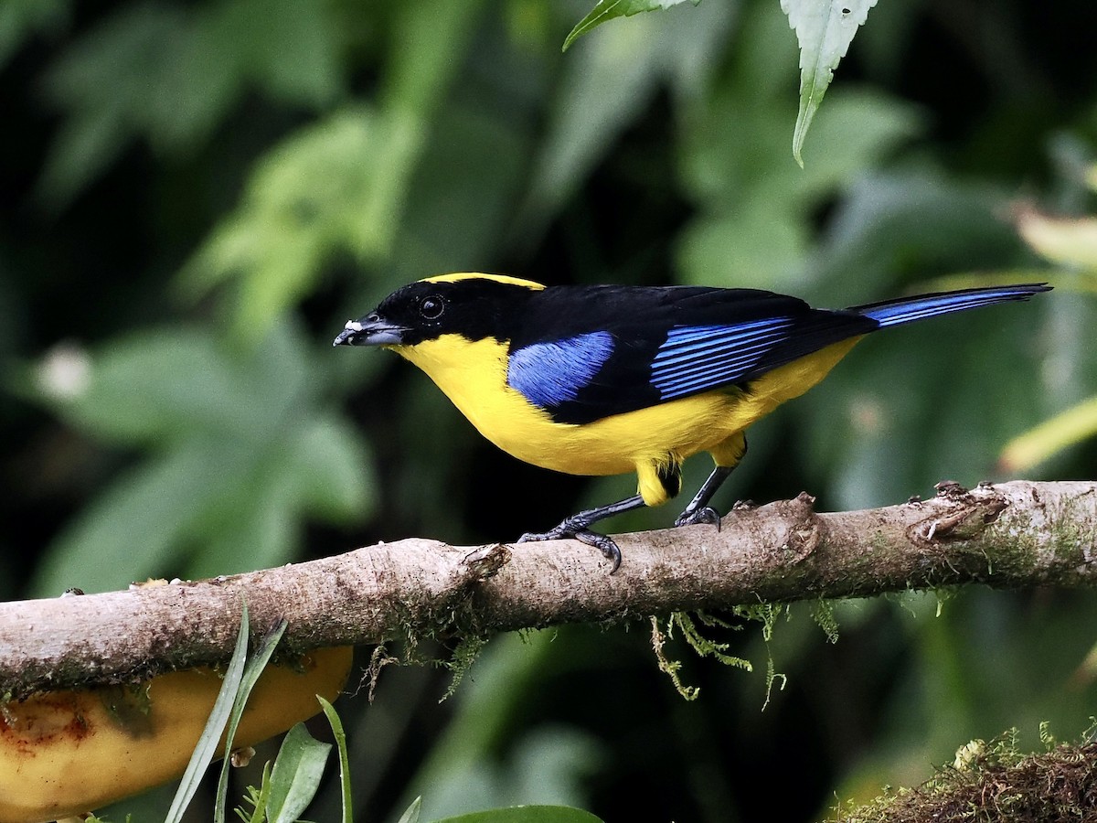 Blue-winged Mountain Tanager (Blue-winged) - ML615335220