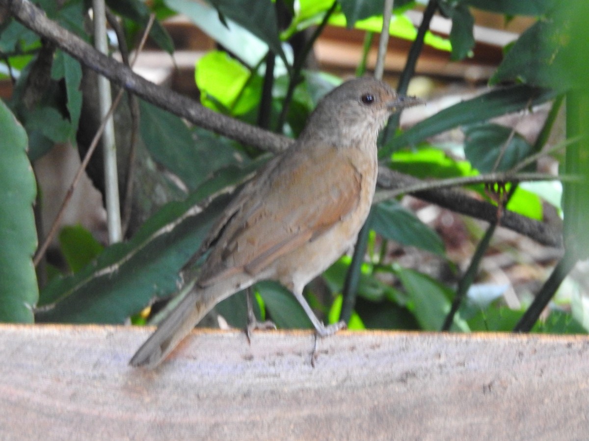 Pale-breasted Thrush - ML615335243