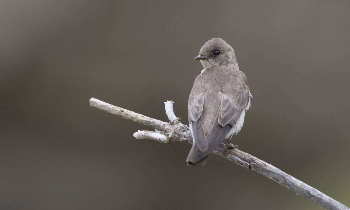 Northern Rough-winged Swallow - ML615335271