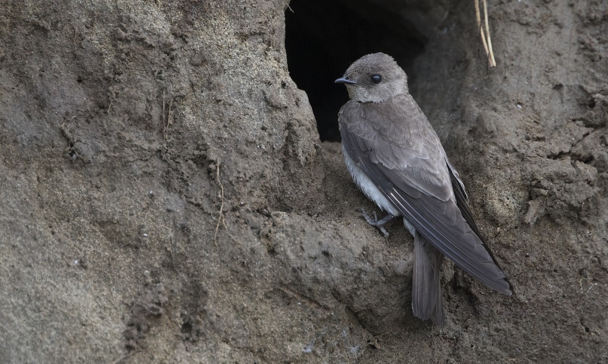Northern Rough-winged Swallow - ML615335272