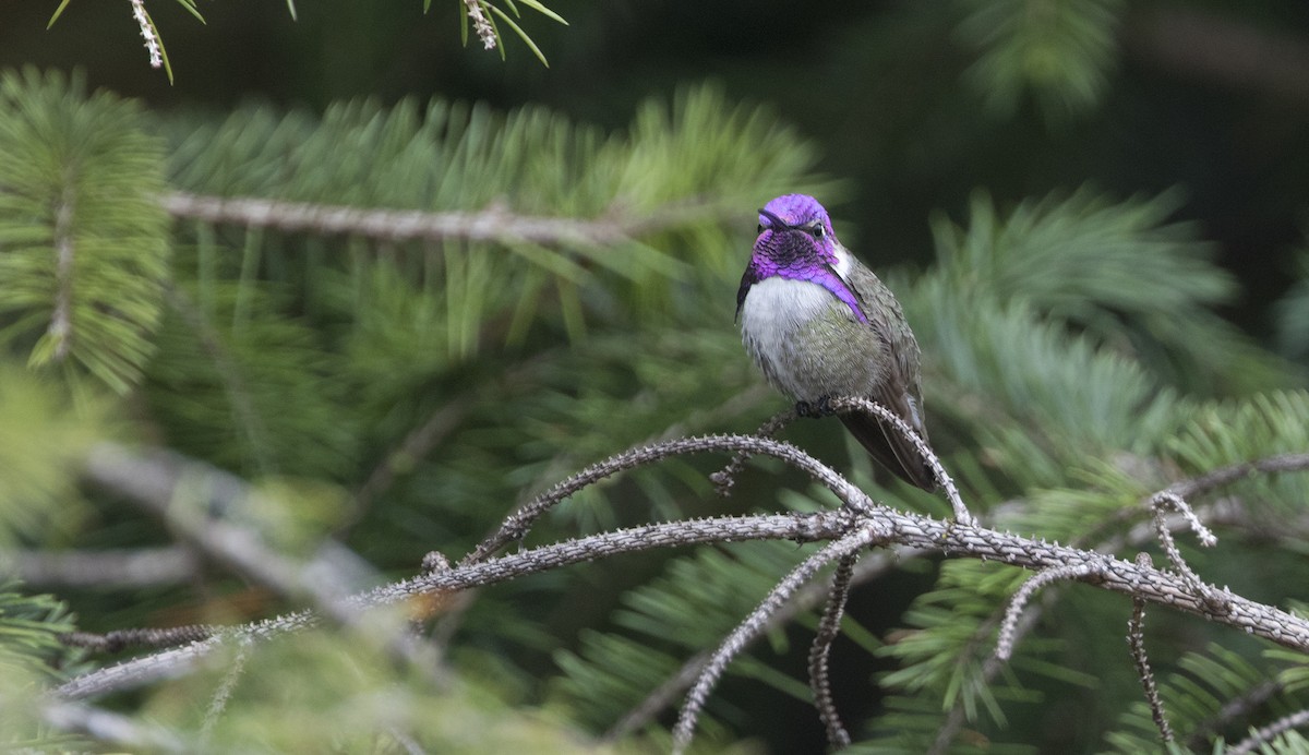 Costa's Hummingbird - Zak Pohlen