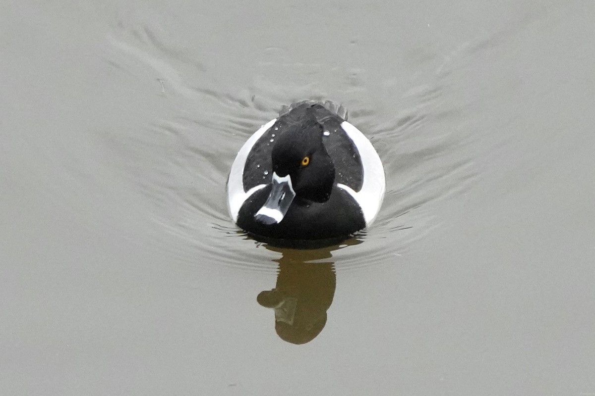 Ring-necked Duck - ML615335338