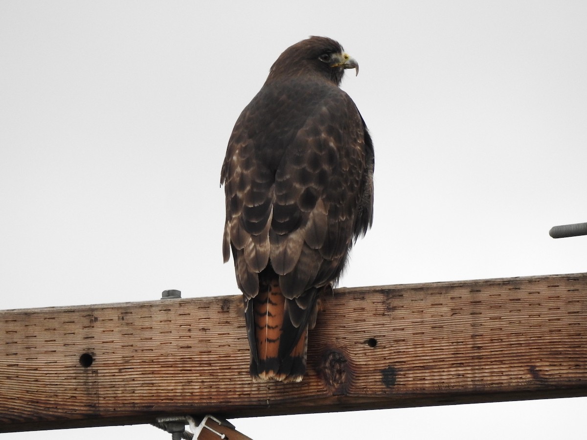 Red-tailed Hawk (calurus/alascensis) - ML615335544