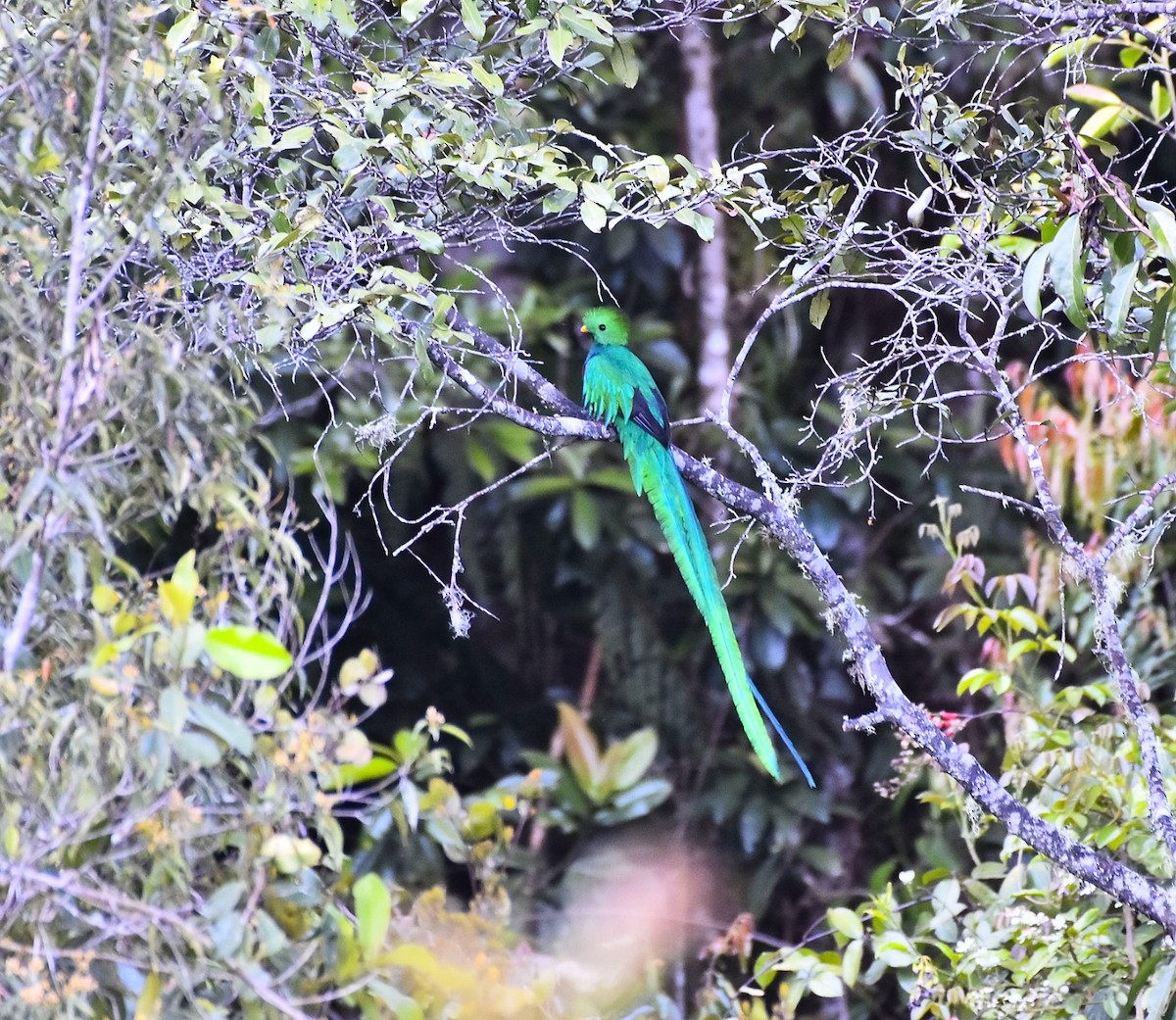 Quetzal Guatemalteco - ML615335631