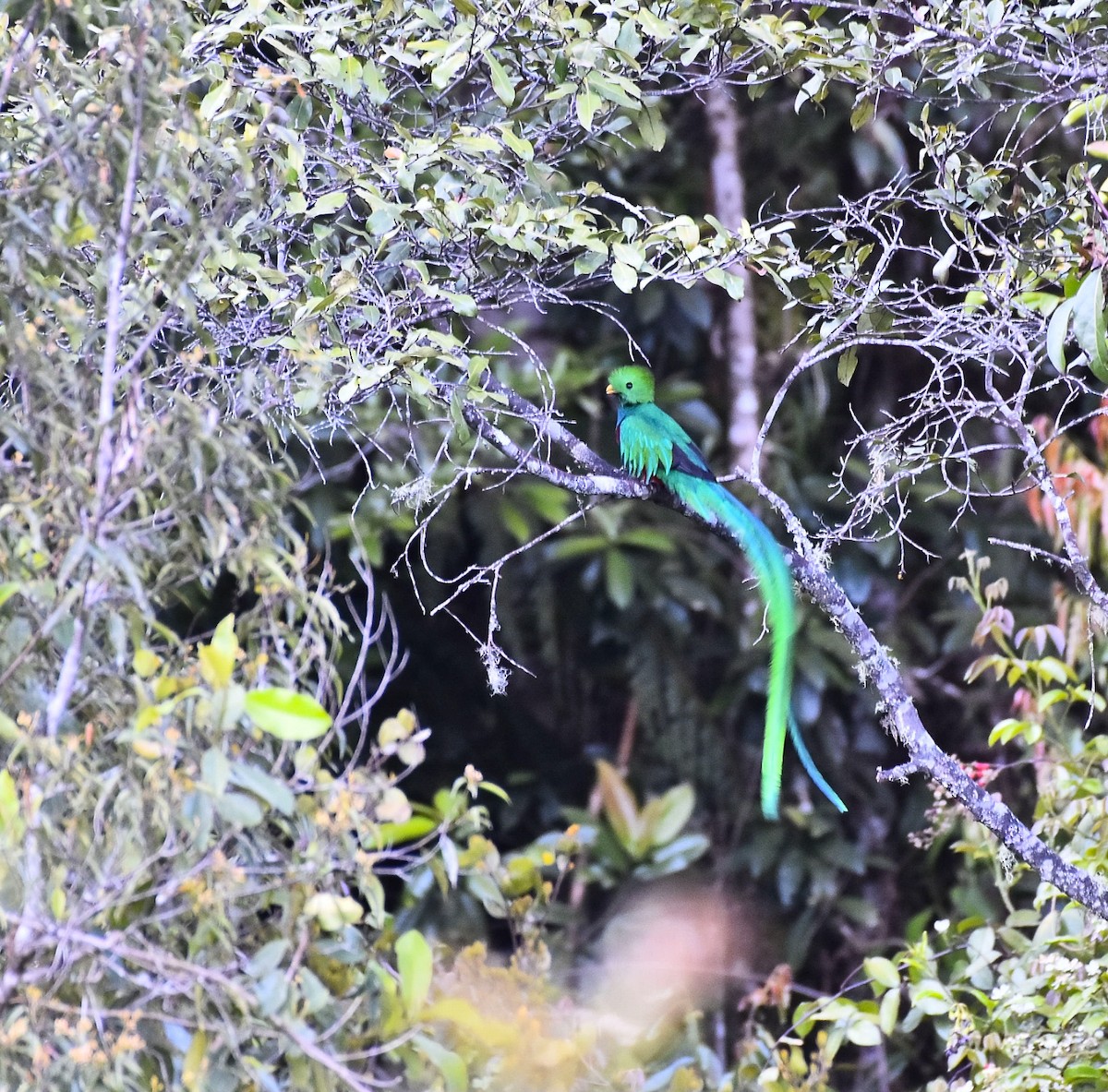 Quetzal Guatemalteco - ML615335632