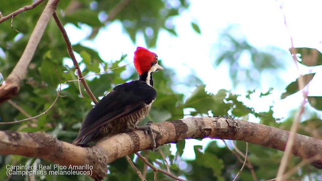 Crimson-crested Woodpecker - ML615335665