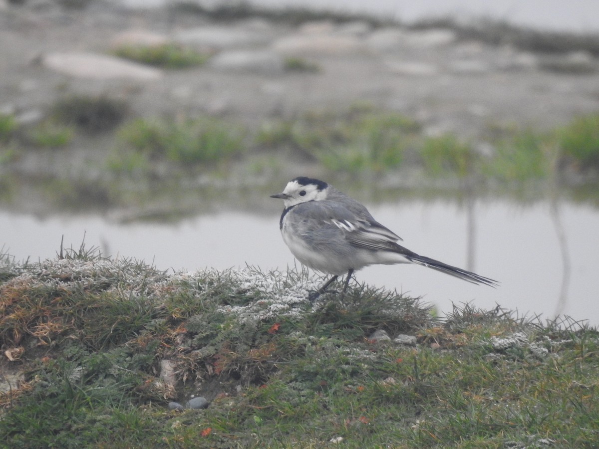 White Wagtail (White-faced) - ML615335896