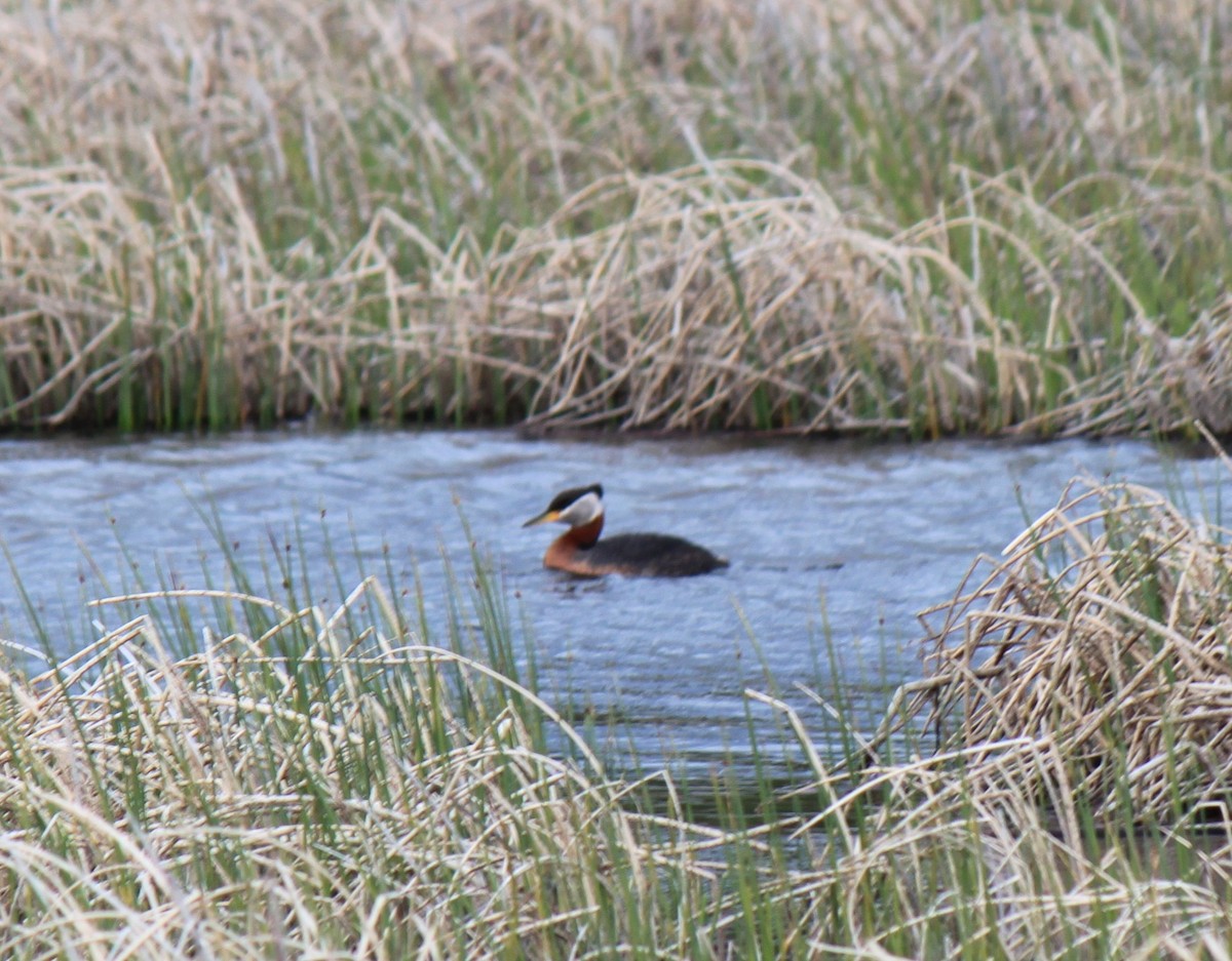 Red-necked Grebe - ML615335901