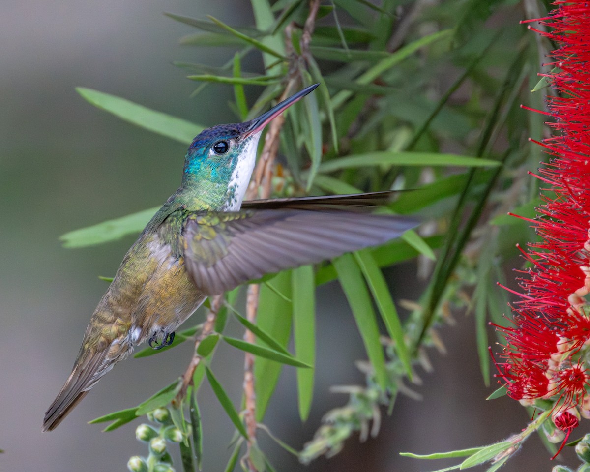 Azure-crowned Hummingbird (Azure-crowned) - ML615336130