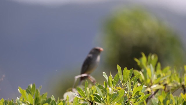 Plain-colored Seedeater - ML615336167