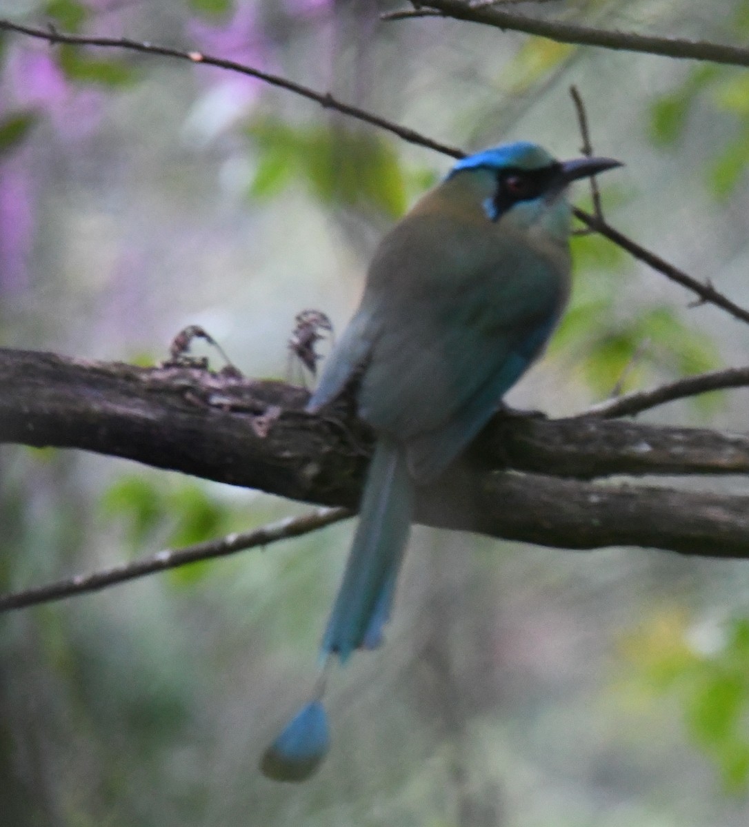 Blue-capped Motmot - Leonardo Guzmán (Kingfisher Birdwatching Nuevo León)