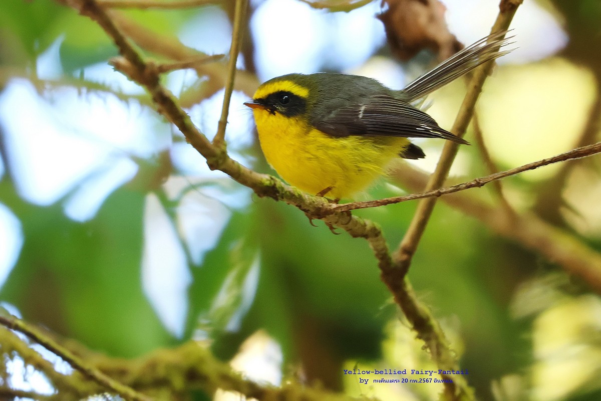 Yellow-bellied Fairy-Fantail - ML615336438