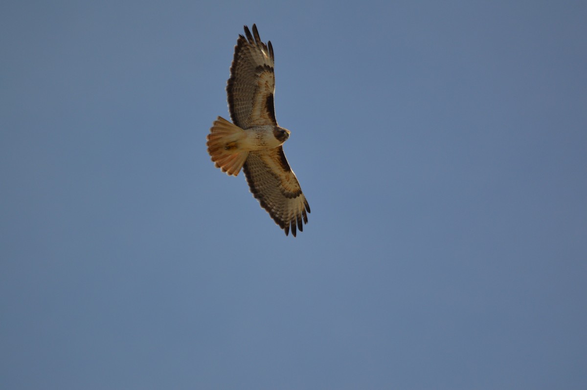 Red-tailed Hawk - ML615336450