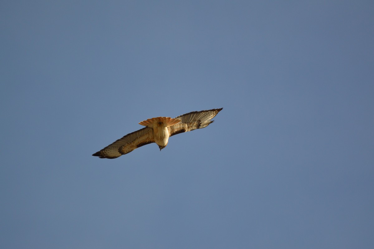 Red-tailed Hawk - ML615336453