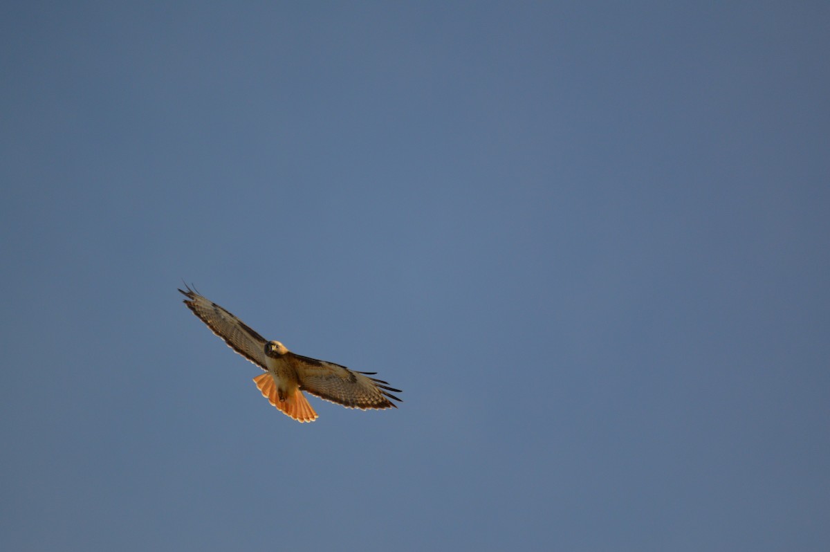 Red-tailed Hawk - ML615336455