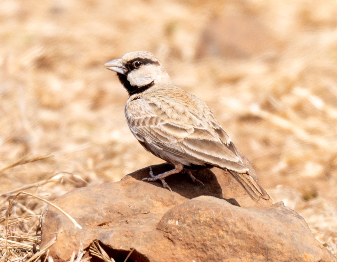 Ashy-crowned Sparrow-Lark - ML615336553